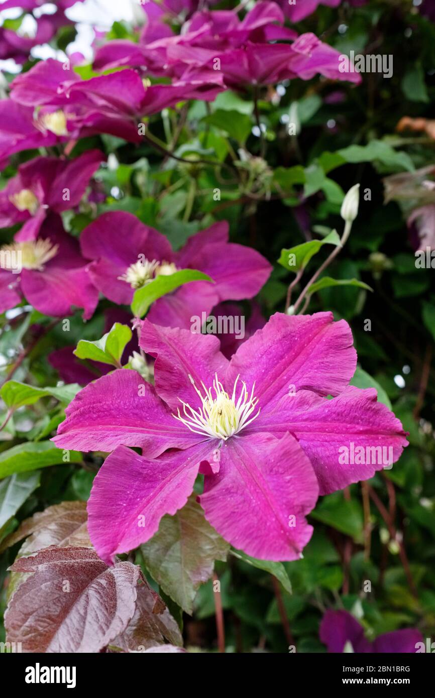 Premiers Clematis à grandes fleurs « Warszawska Nike », clematis « Warsaw Nike » Banque D'Images