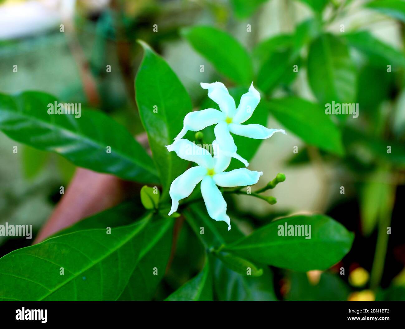 Fleur de chandni de Moonbeam, divaricata Tabernaemontana, fleur de brouette, anupams kindi, jasmin de colza, rosebay de l'Inde de l'est, fleur de couronne de Neros dans la maison-garde Banque D'Images