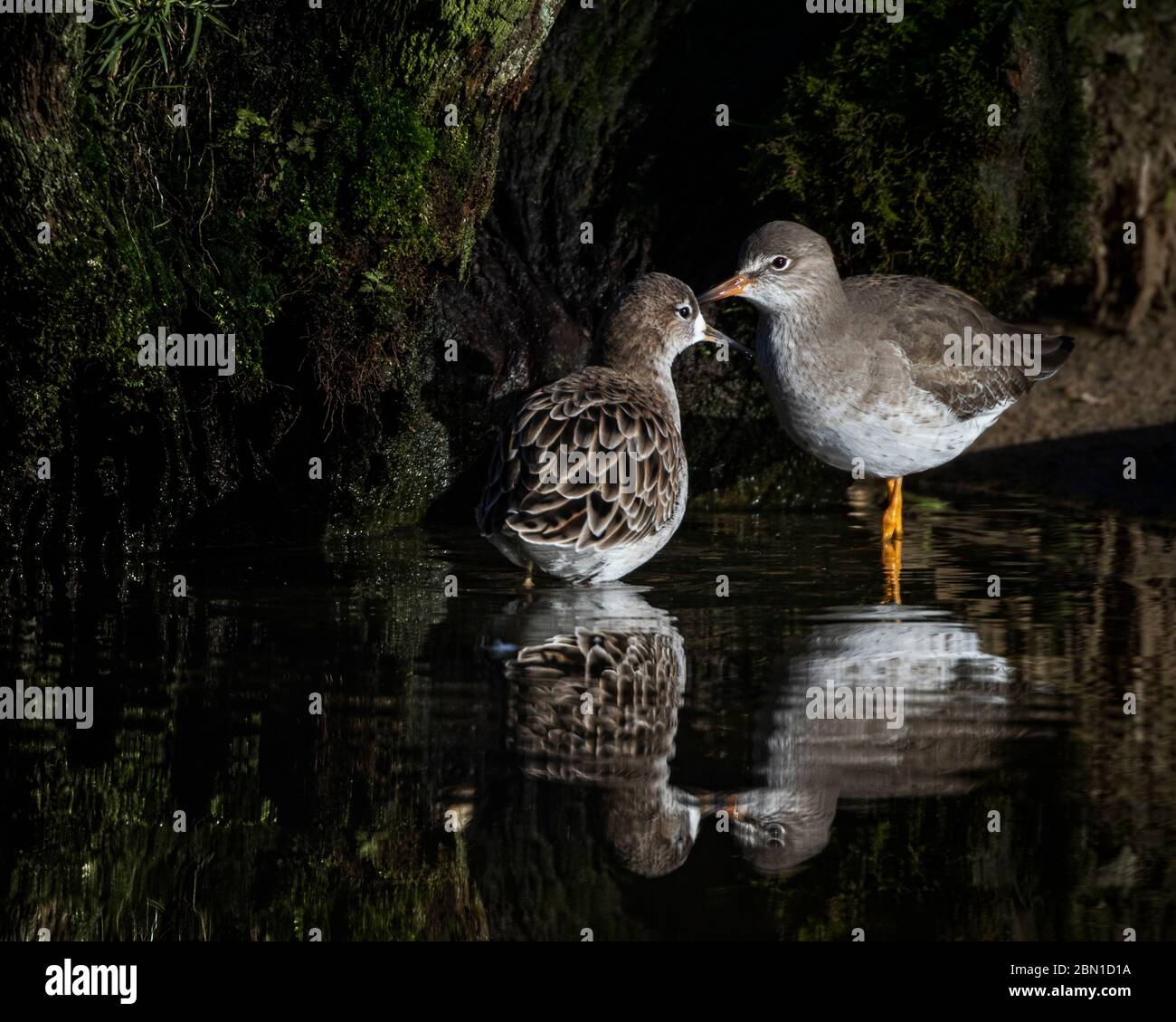 deux ornières dans l'eau Banque D'Images