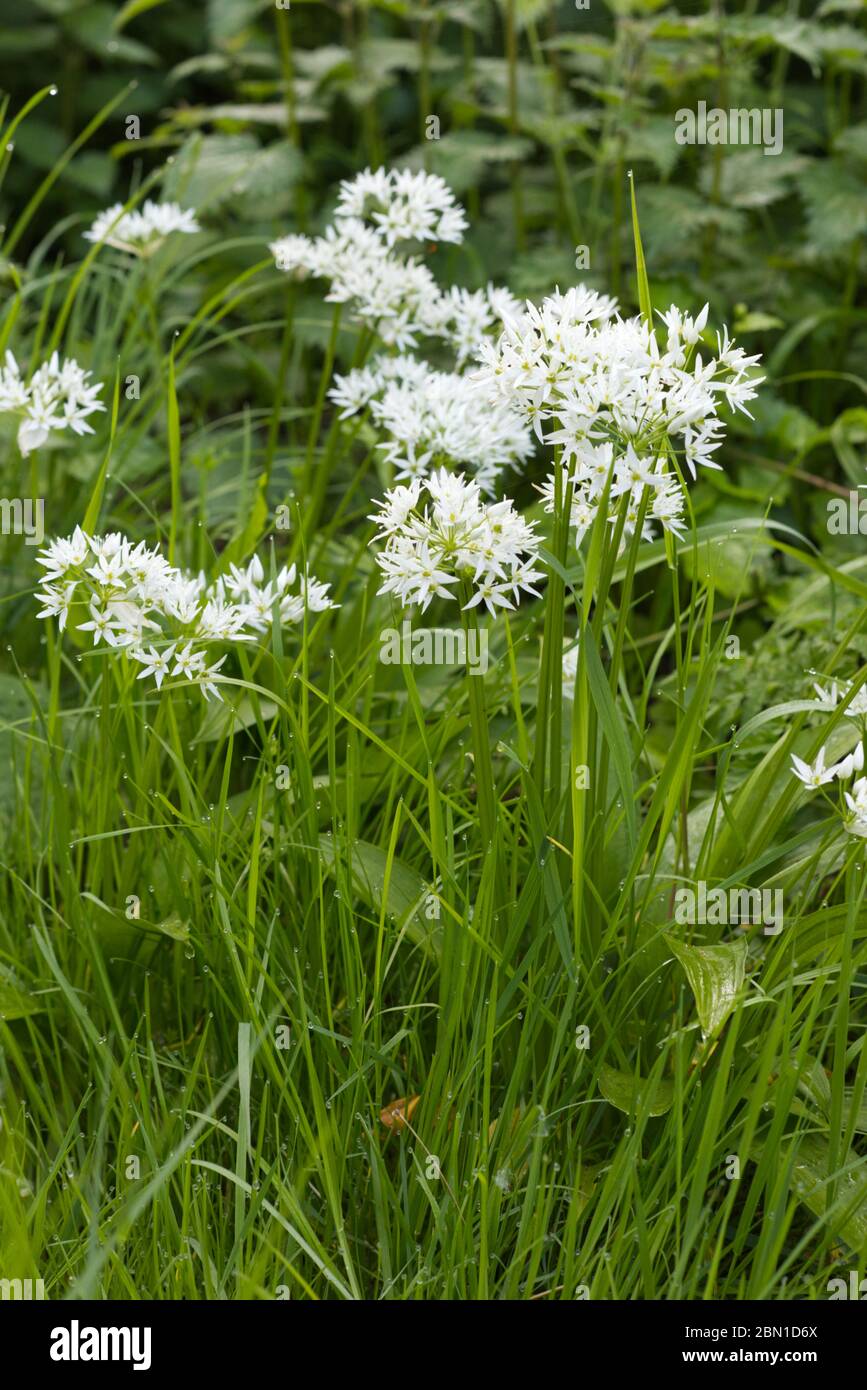 Allium ursinum, ail sauvage en pleine campagne Banque D'Images