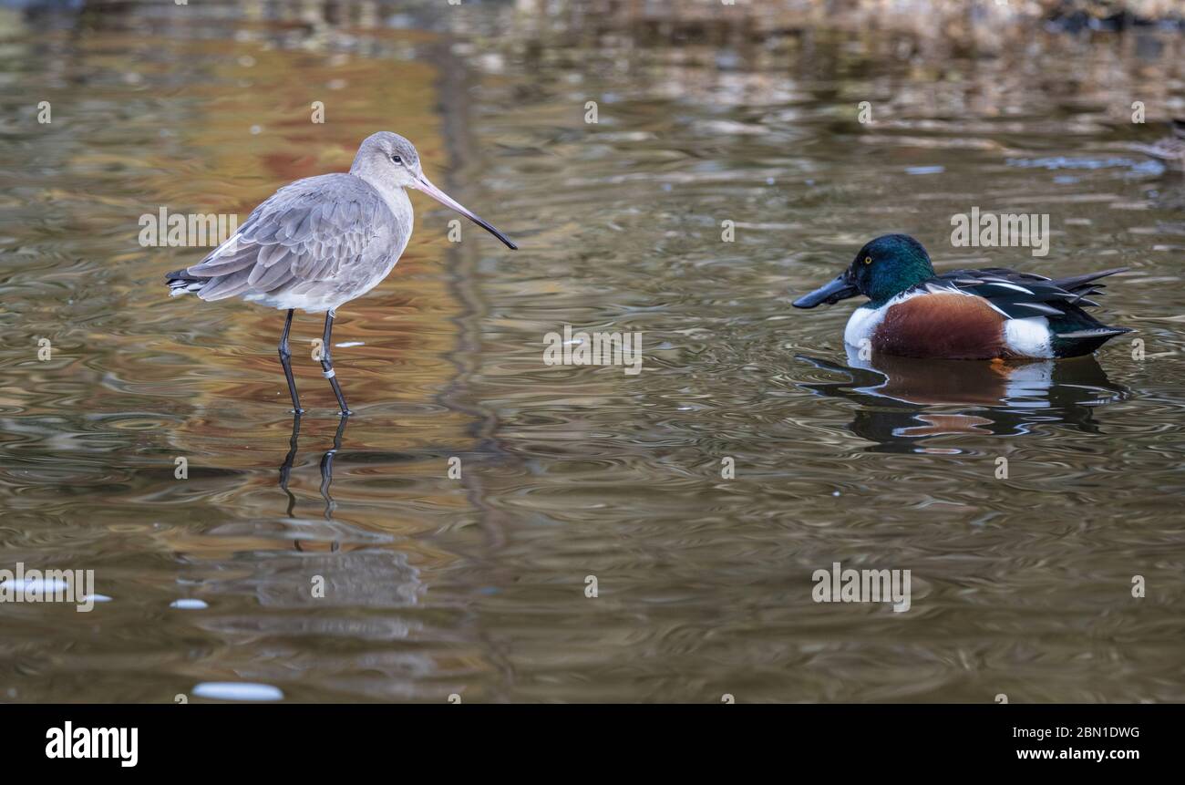 pilotis et dos de chande sur l'eau Banque D'Images