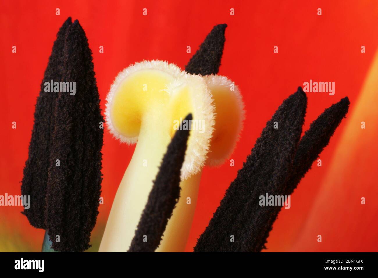 La vie intérieure d'une fleur de tulipe (famille Lily, Liliaceae). Gros plan des étamines et des carpels. Allemagne Banque D'Images