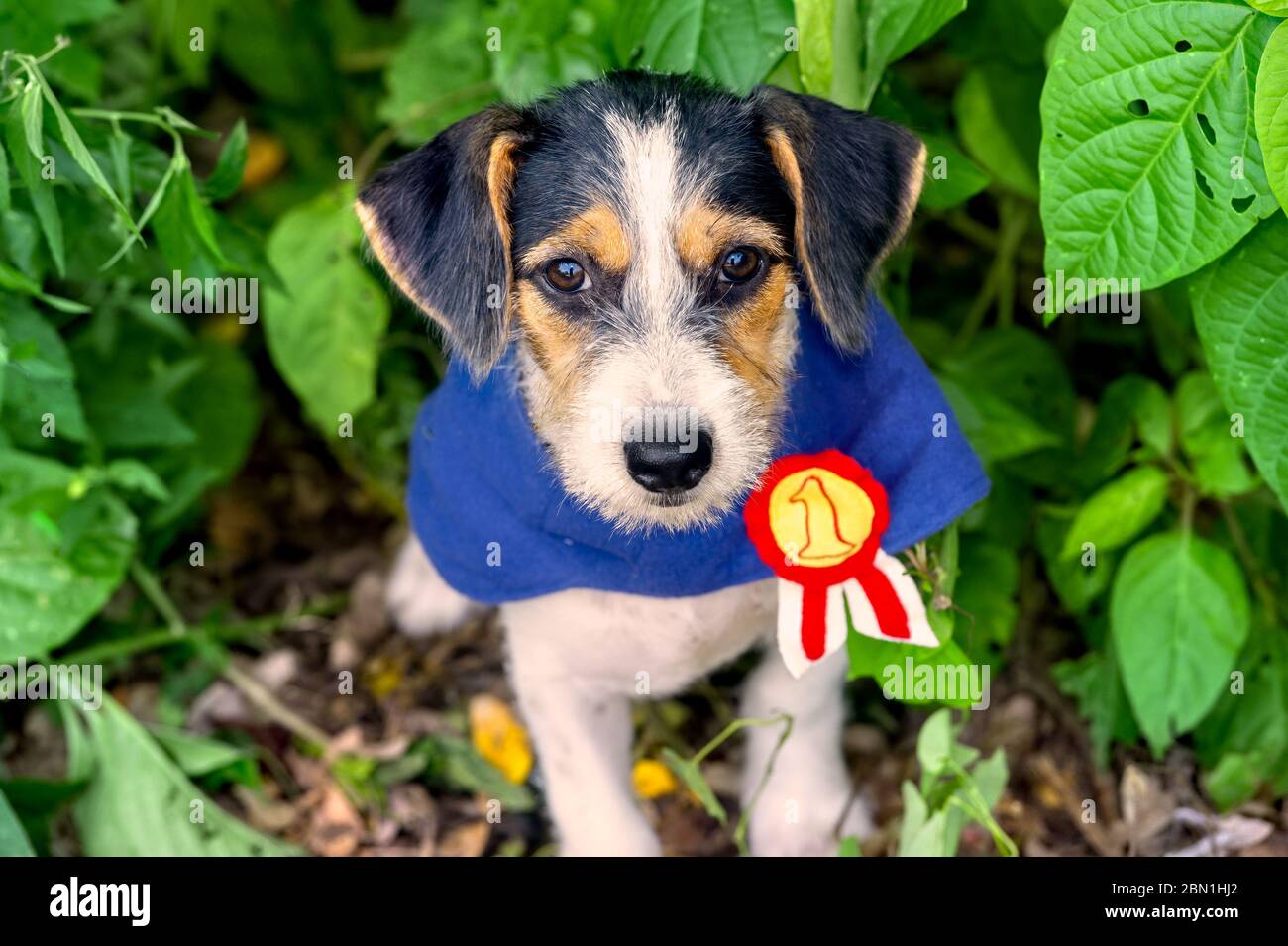 Chien de chiot est un mignon chien en plein air regardant vers vous avec ces yeux adorables Banque D'Images