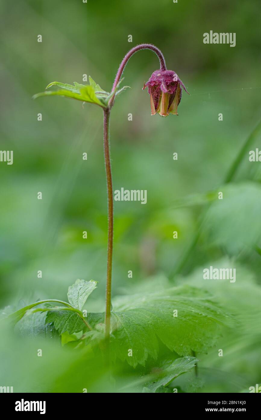 Geum rivale, Avens d'eau. Printemps de la grenaille de plante sauvage. Banque D'Images