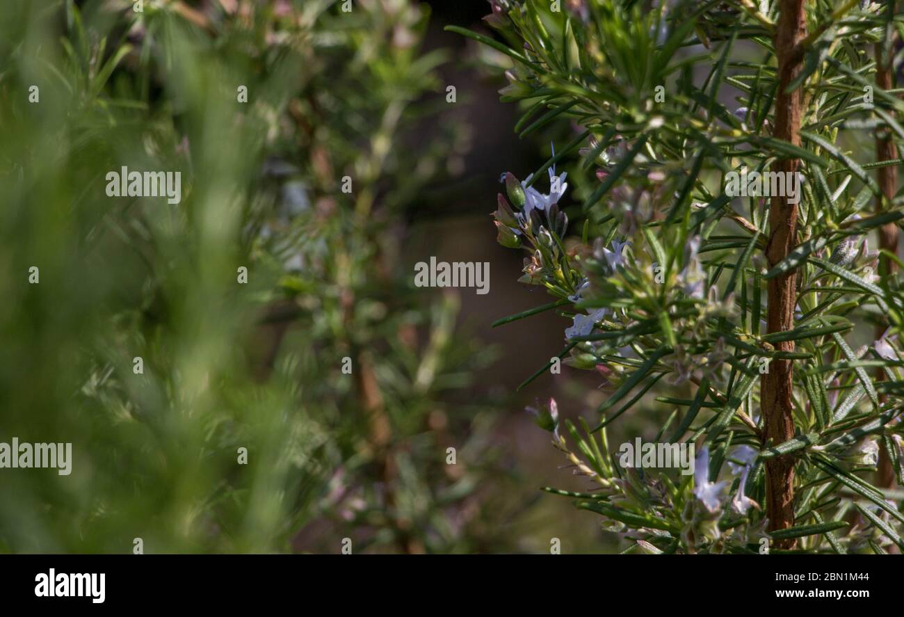 Petite fleur pourpre sur le romarin Banque D'Images