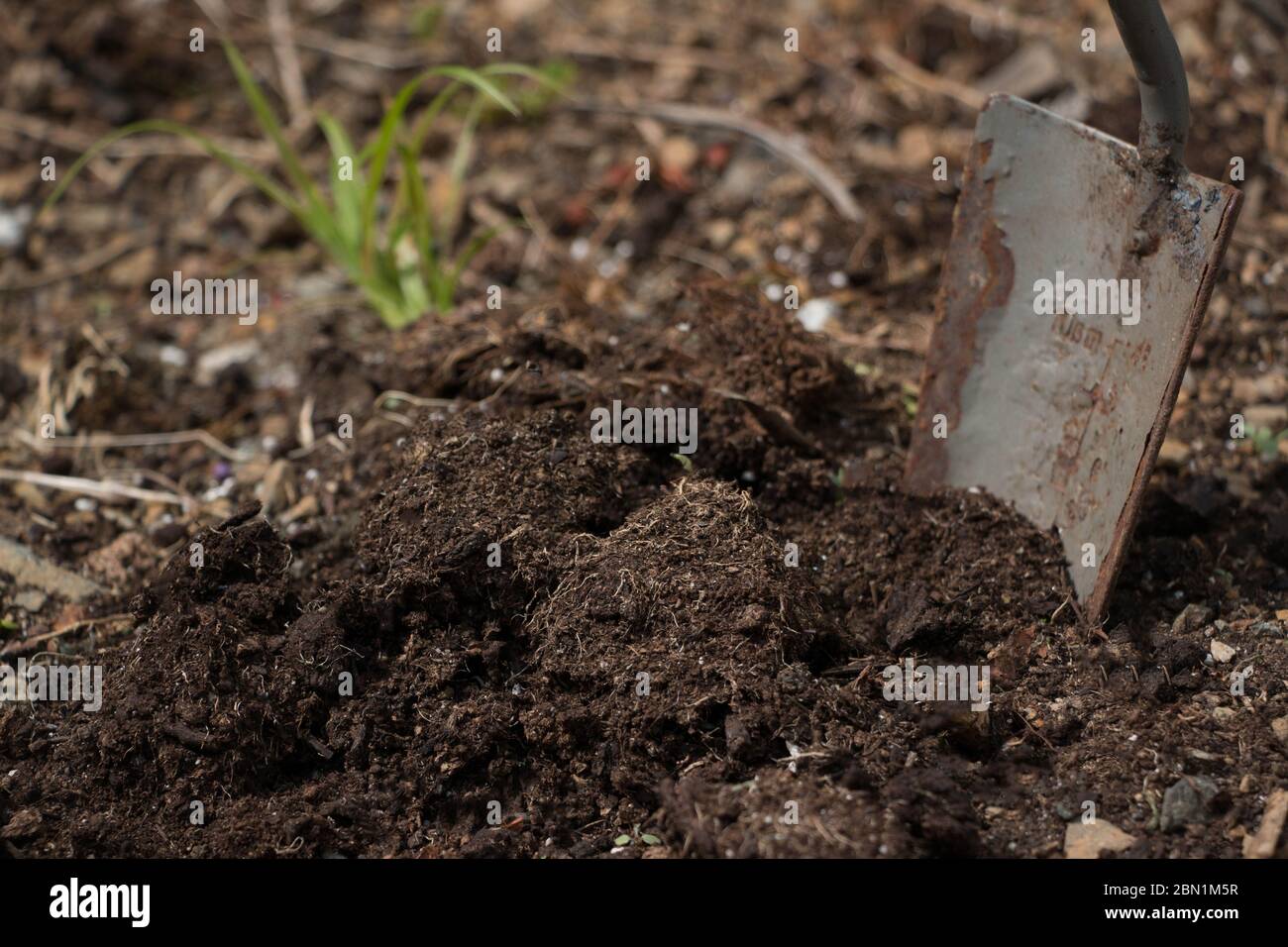 Gros plan de truelle réaliste coincée dans la terre Banque D'Images