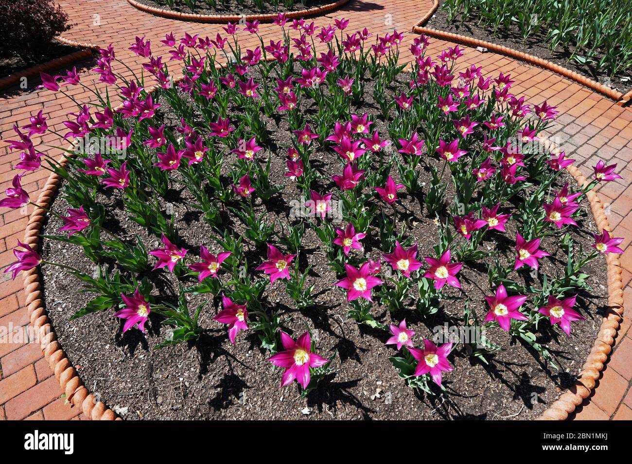 Fleur de nénuphars rose foncé (Zephyranthes rosea) aménagée dans le parc du jardin Banque D'Images