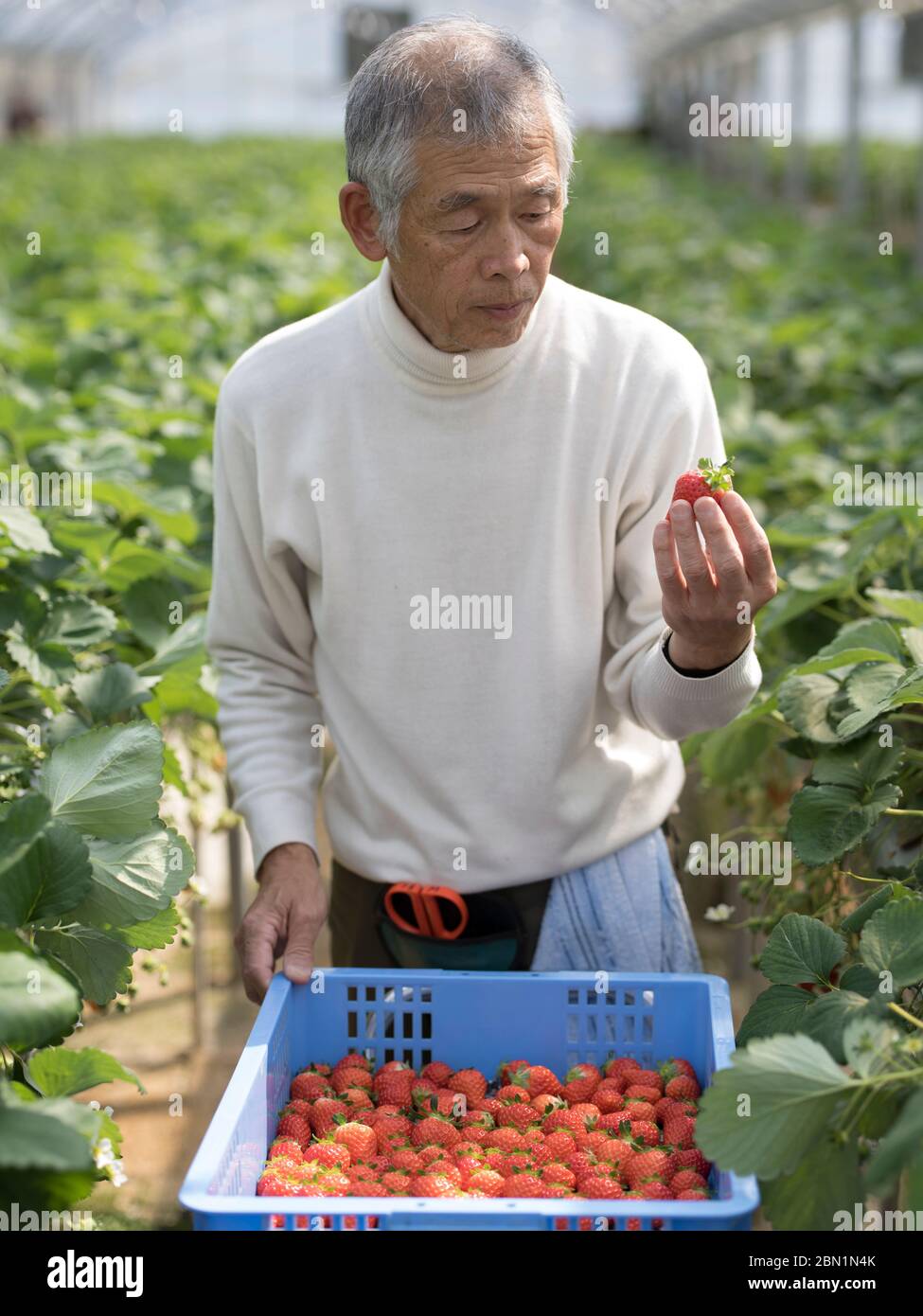 L'agriculture de fraises Banque D'Images