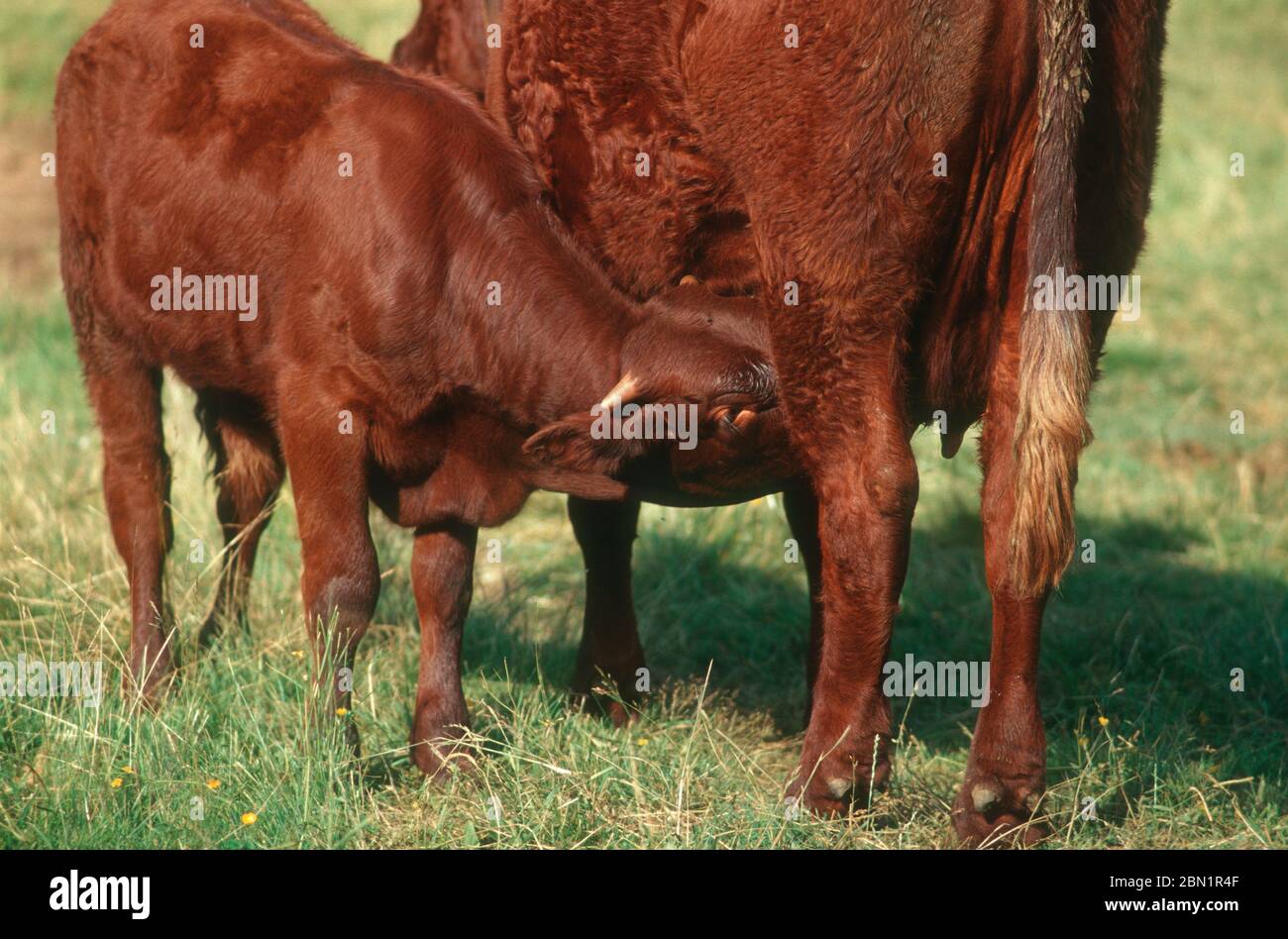 Veau , petite vache essayant de boire du lait tandis que l'agriculteur traite la vache mère Salers. Auvergne-Rhône-Alpes. France Banque D'Images