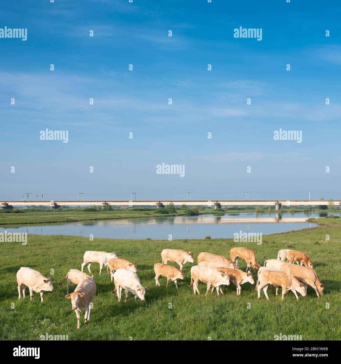 vaches beige brun clair près du pont ferroviaire sur le lek aux pays-bas entre utrecht et culemborg Banque D'Images
