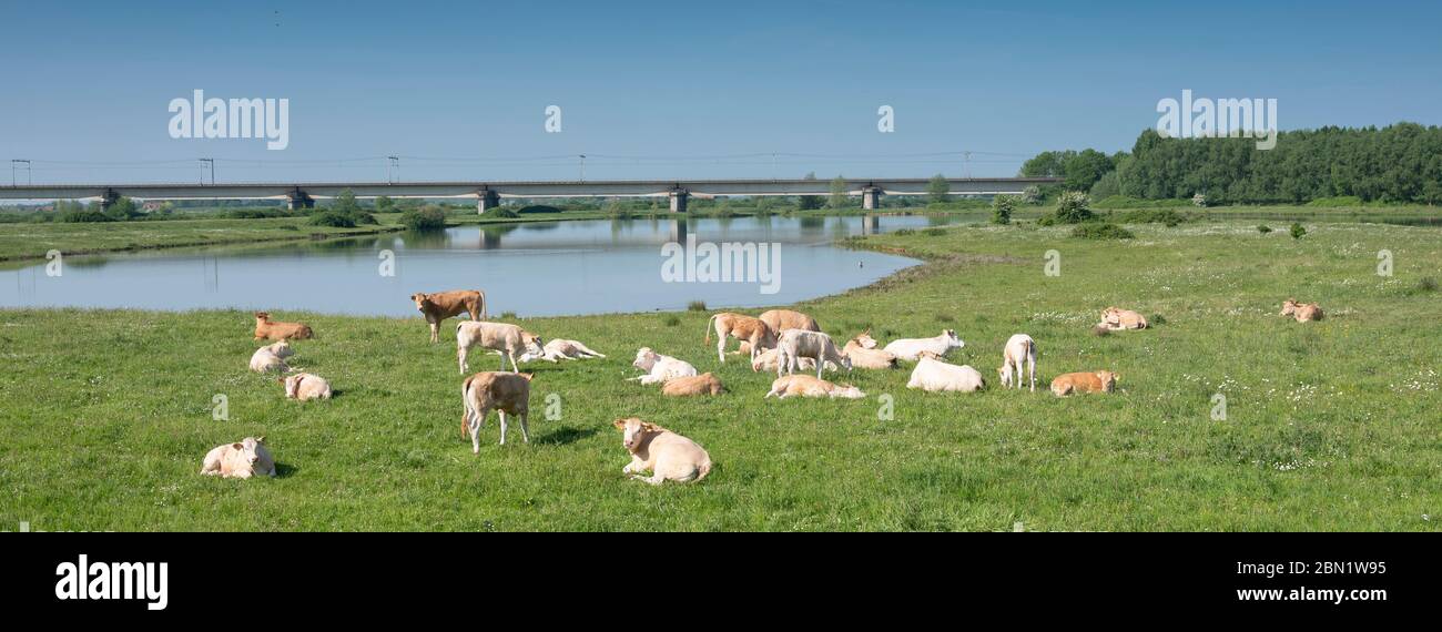 vaches beige brun clair près du pont ferroviaire sur le lek aux pays-bas entre utrecht et culemborg Banque D'Images
