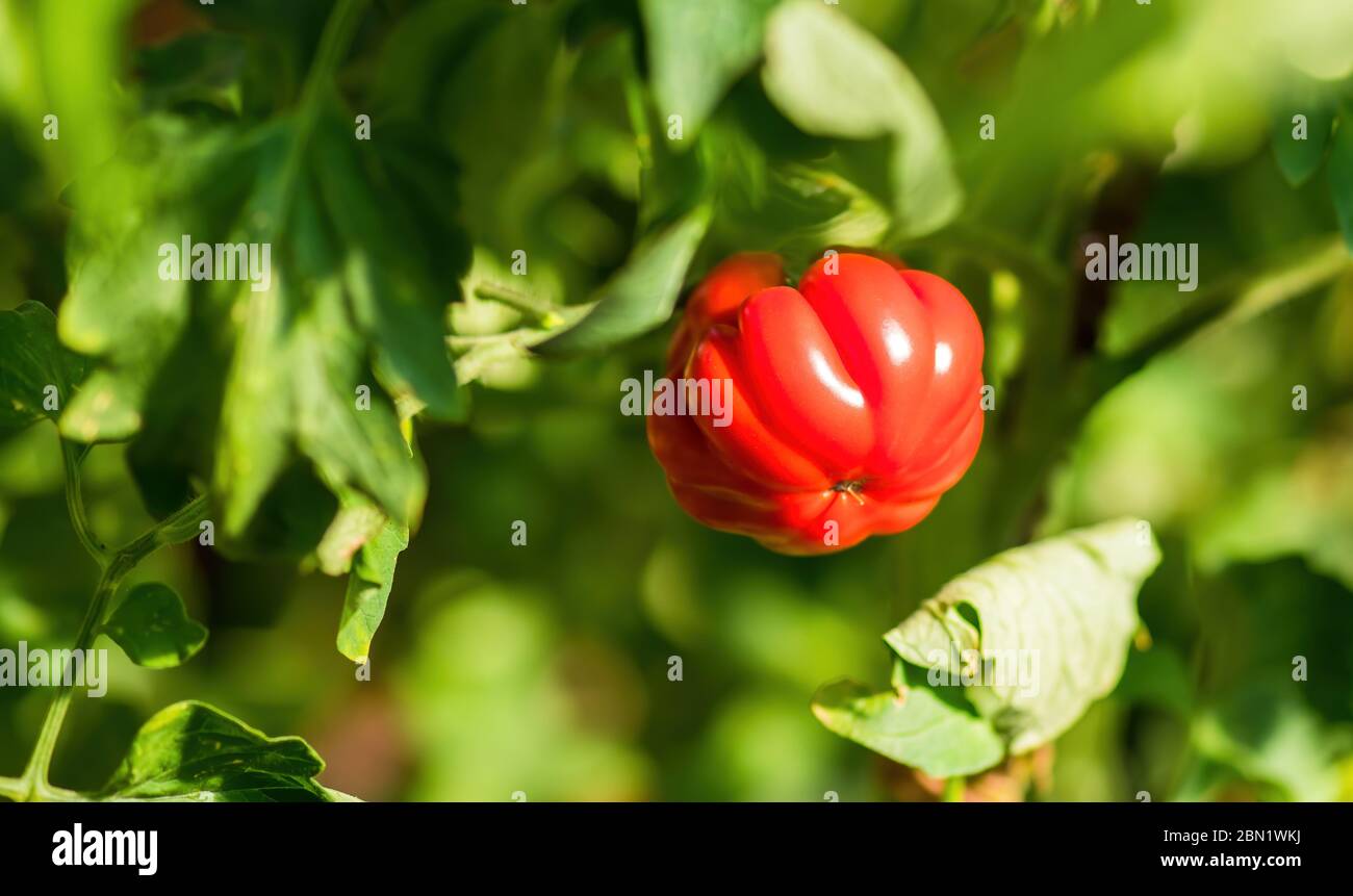 Plante de tomate mûre en serre. Bouquet de tomates naturelles rouges fraîches sur une branche dans un potager biologique. Arrière-plan et espace de copie flous Banque D'Images