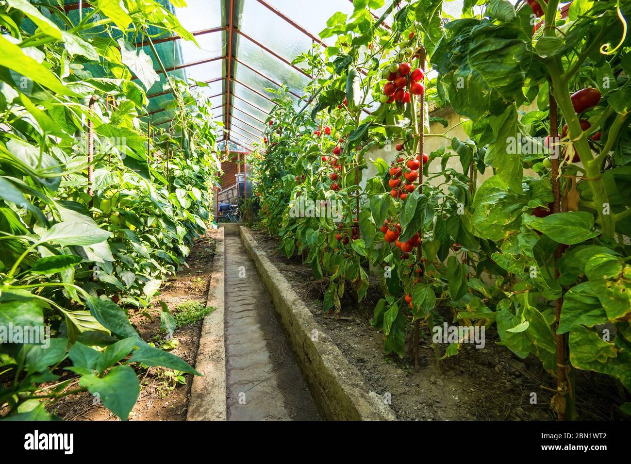 Serre maison avec tomates mûres et concombres en croissance. Bouquet de tomates naturelles rouges fraîches sur une branche dans un potager biologique. Flou Banque D'Images