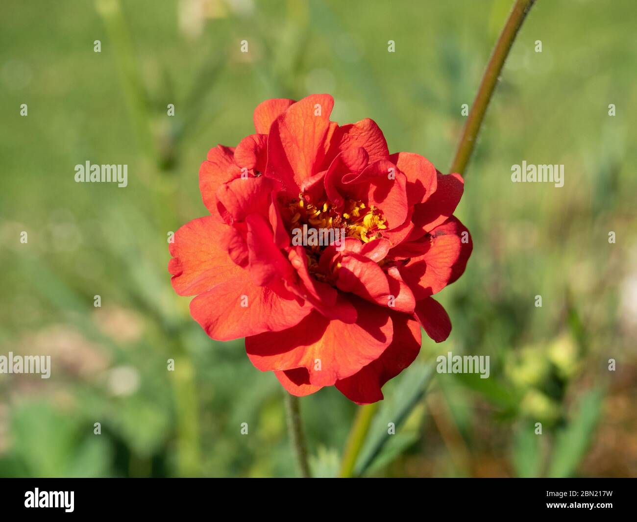 Un gros plan d'une fleur rouge à volant de Geum rivale Mme Bradshaw Banque D'Images