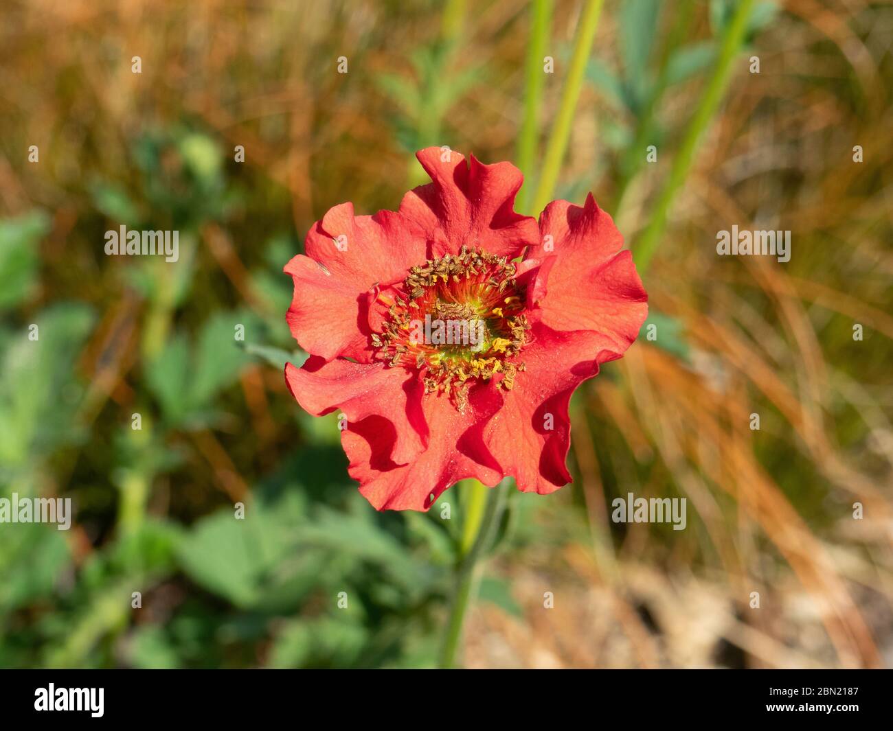 Un gros plan d'une fleur rouge à volant de Geum rivale Mme Bradshaw Banque D'Images