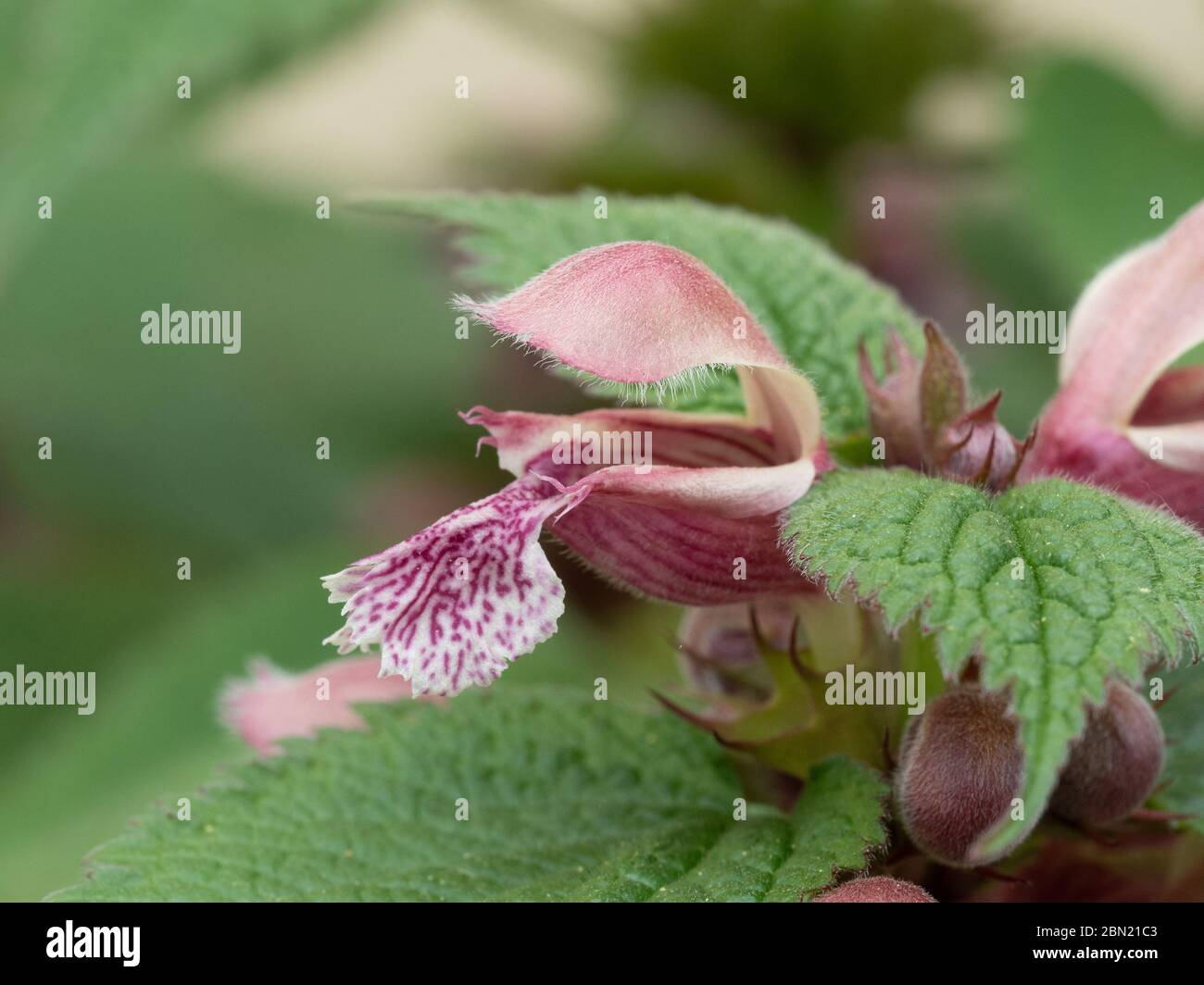 Un gros plan de la fleur rose à capuchon de Lamium ovala Banque D'Images