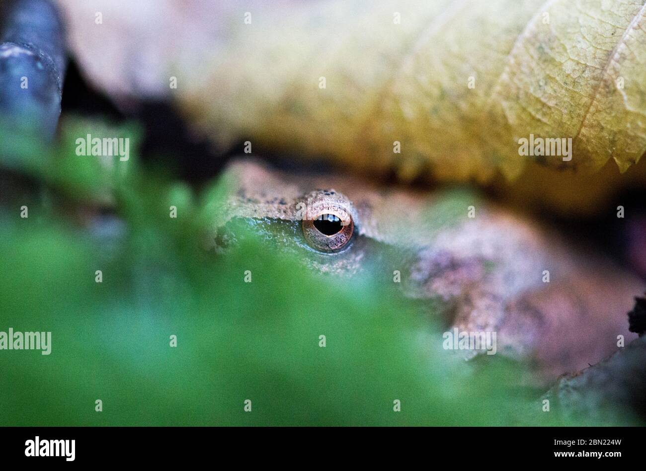 Une grenouille-peeper de printemps (Pseudacris crucifer) se cache sous une feuille et derrière des mousses dans la réserve de Yale à Woodbridge, CT, États-Unis Banque D'Images