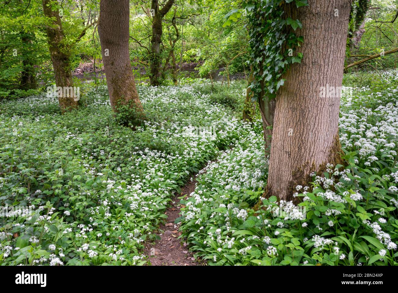 Ail sauvage (Ramsons, Allium ursinum) en fleurs dans le bois Tom, Charlesworth, Derbyshire. Banque D'Images