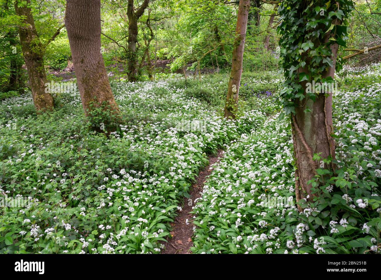 Ail sauvage (Ramsons, Allium ursinum) en fleurs dans le bois Tom, Charlesworth, Derbyshire. Banque D'Images