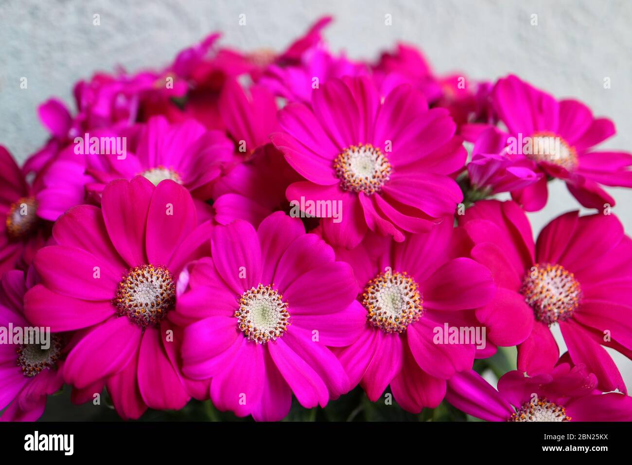 Fleurs roses avec pétales doux, étamines blanches et feuilles vertes, fleurs de printemps roses macro, fleur rose tête, photo florale, macro photographie, photo de stock Banque D'Images