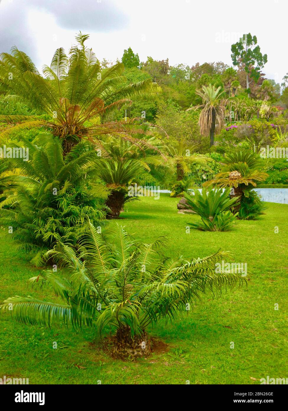 Jardin paysager avec différents types de palmiers sur pelouse Banque D'Images
