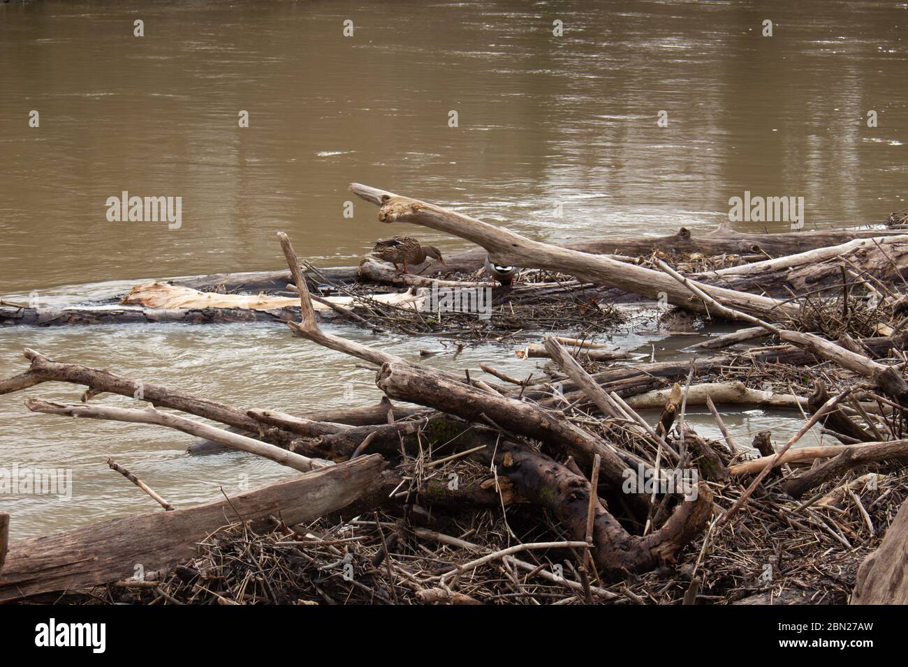 Barrage naturel fait de branches et de roches Banque D'Images