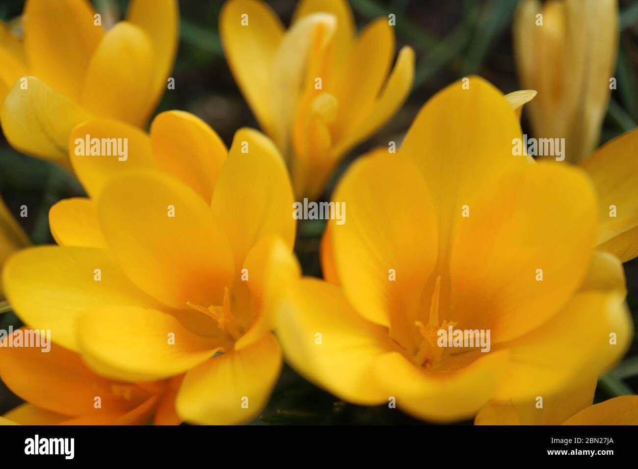 Crocuses jaunes avec pétales et étamines dans le jardin, macro fleurs jaunes, fleurs de printemps jaunes, crocuses florales florales, photographie macro, photo de stock Banque D'Images