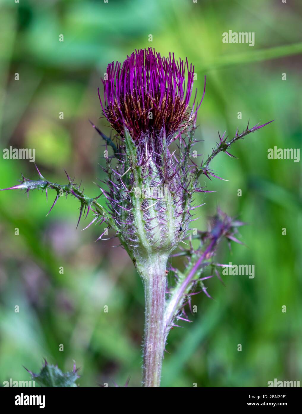 Variation de couleur du boron de l'usine de chardon jaune (Cirsium horridulum) Banque D'Images