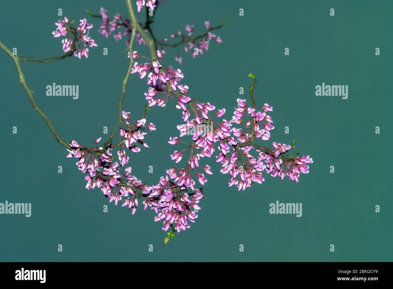 Faux Acacia ou Robinia. CASUE Rouge. Robinia pseudoacacia Banque D'Images