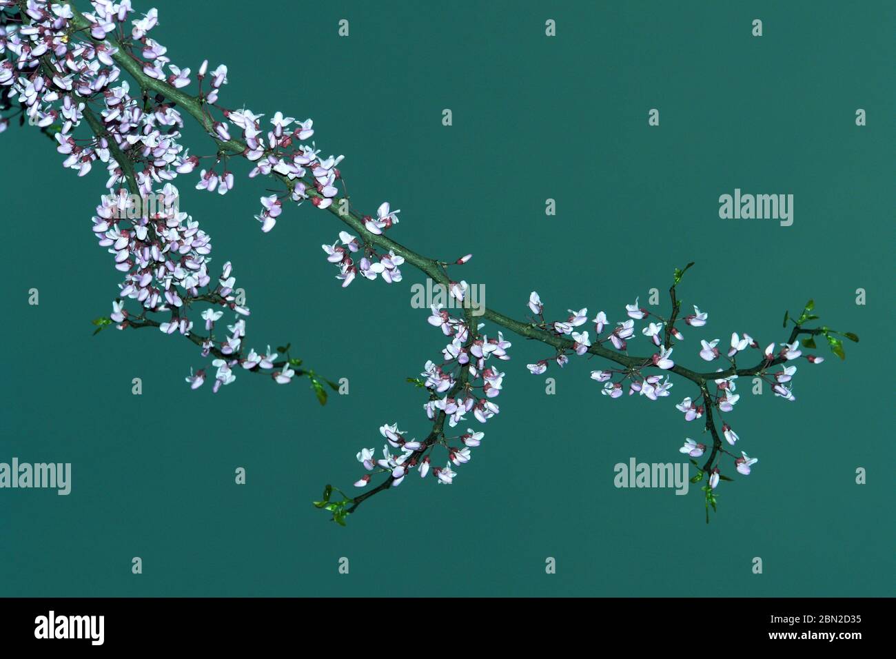 Faux Acacia ou Robinia. CASUE Rouge. Robinia pseudoacacia Banque D'Images