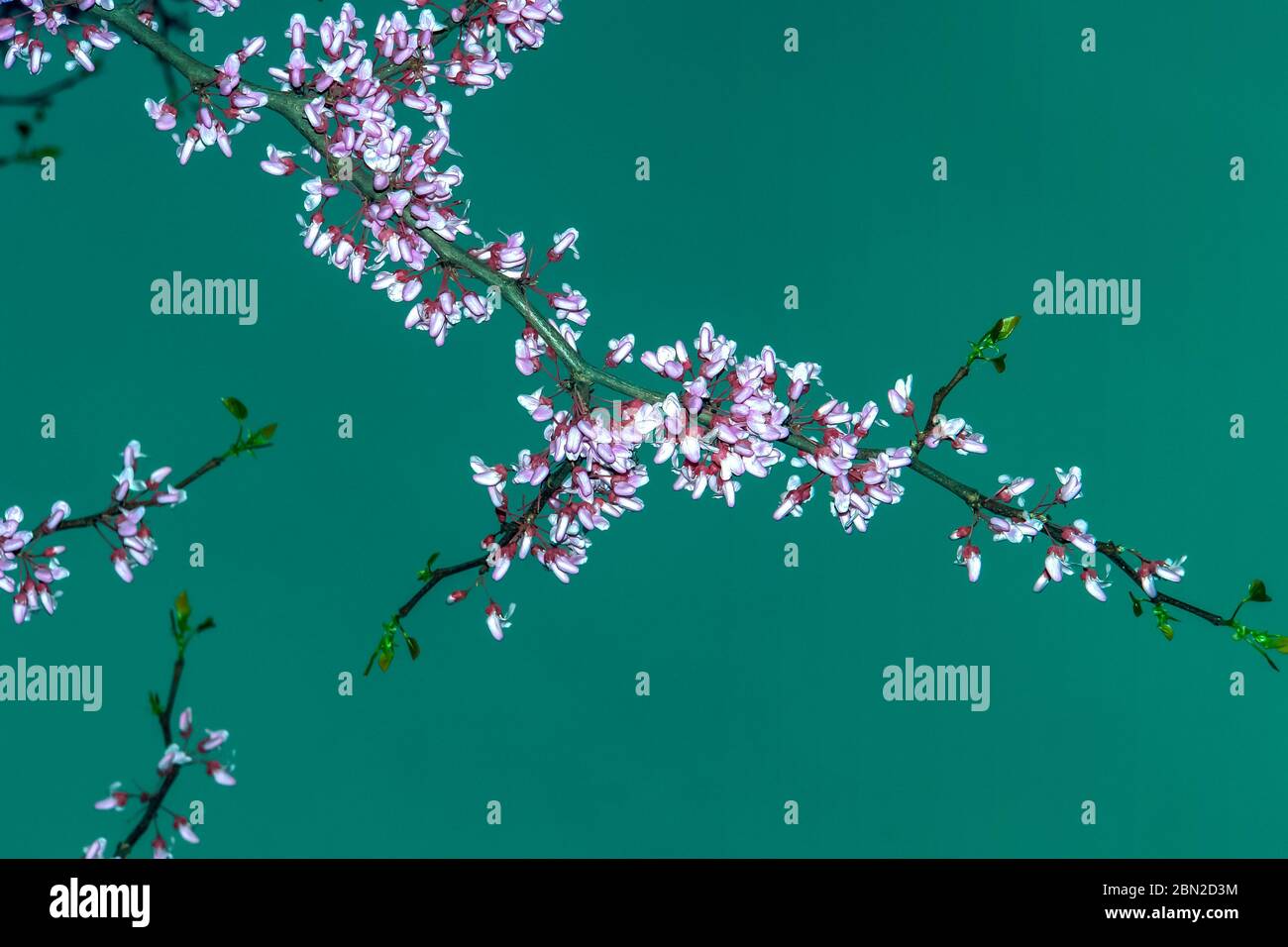 Faux Acacia ou Robinia. CASUE Rouge. Robinia pseudoacacia Banque D'Images