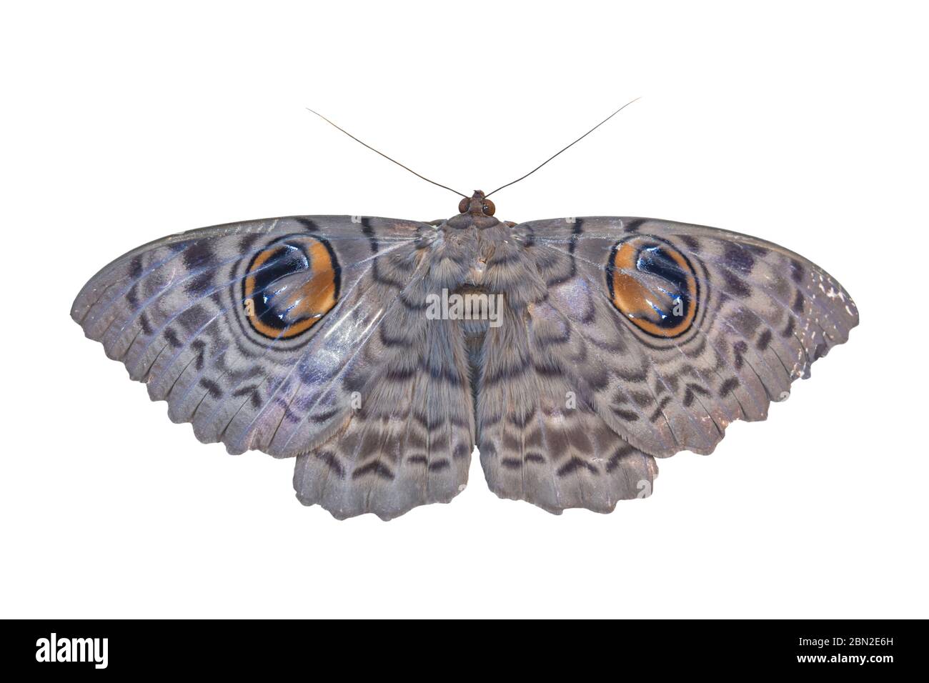 Papillon gris isolé sur fond blanc. Objet avec masque. Banque D'Images