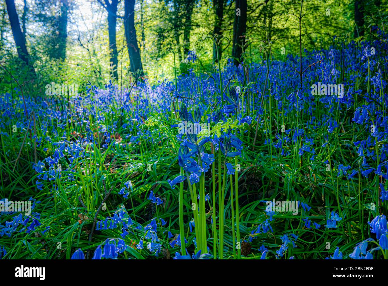 Un bluebell bois avec le soleil raies à travers les fleurs Banque D'Images