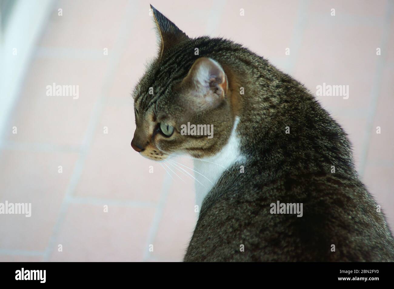 Portrait du chat domestique européen Banque D'Images