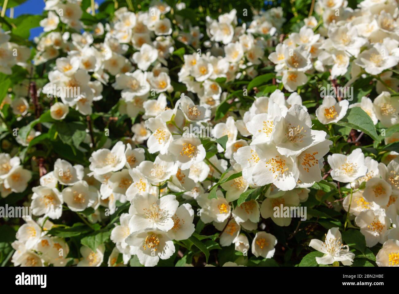 Jasmine fleurit sur la branche dans le jardin Banque D'Images