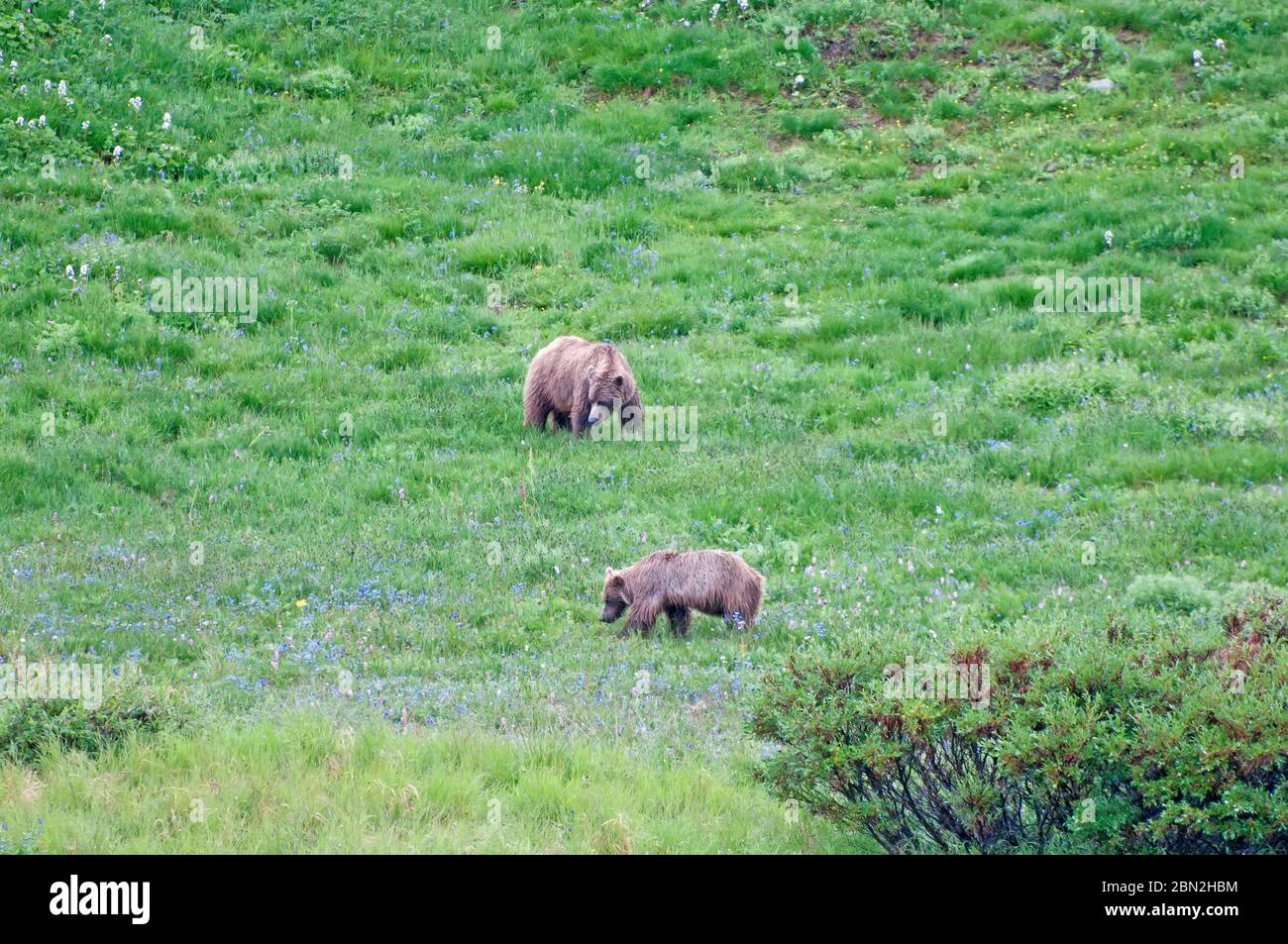 Grizzlis dans le parc national Denali, Alaska Banque D'Images