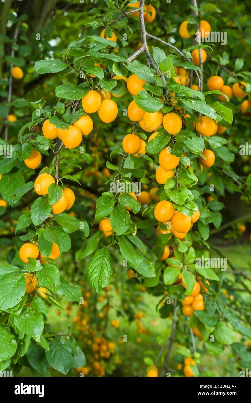 Prune anglaise Banque de photographies et d’images à haute résolution