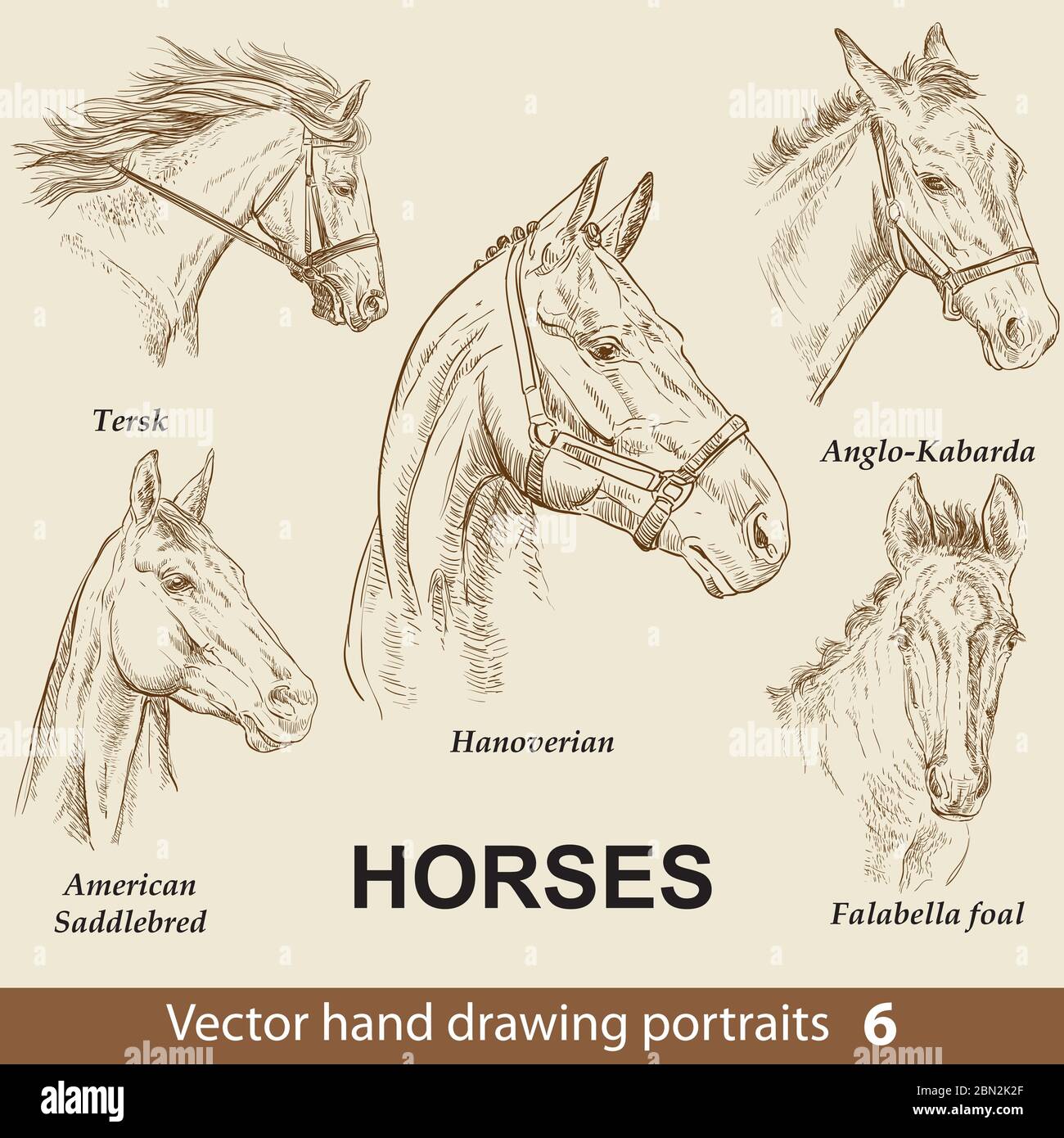 Jeu de chevaux de race. Tête de cheval élégante isolée sur fond beige. Crayon, encre main dessiné portrait réaliste. Collection d'animaux. Goo Illustration de Vecteur