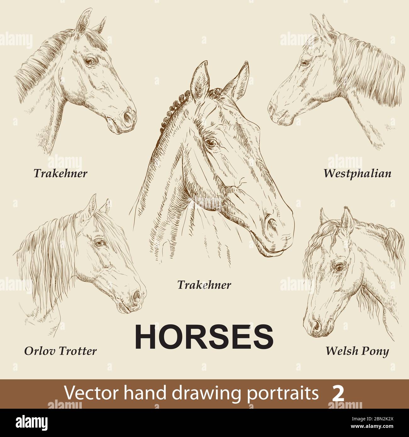 Jeu de chevaux de race. Tête de cheval élégante isolée sur fond beige. Crayon, encre main dessiné portrait réaliste. Collection d'animaux. Goo Illustration de Vecteur