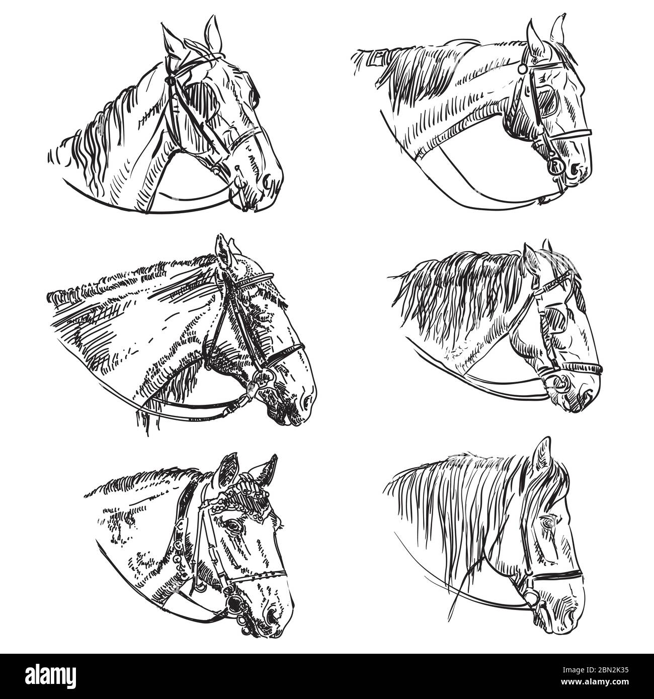 Jeu de 6 têtes de chevaux à bride. Les chevaux élégants se voient dans un profil isolé sur fond blanc. Crayon, encre main dessiné réaliste po Illustration de Vecteur