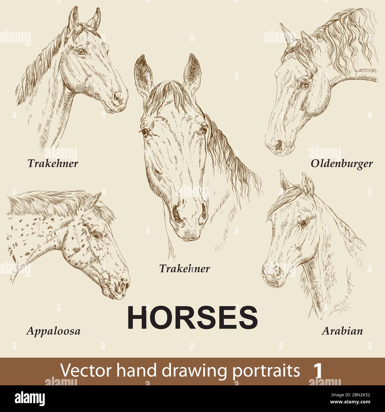 Jeu de chevaux de race. Tête de cheval élégante isolée sur fond beige. Crayon, encre main dessiné portrait réaliste. Collection d'animaux. Goo Illustration de Vecteur