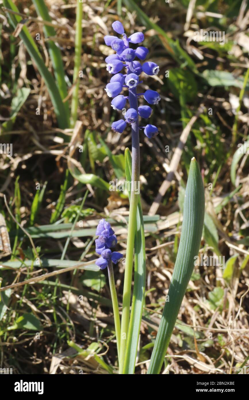 Kleine Traubenhyazinthe, Muscari botryoides Banque D'Images