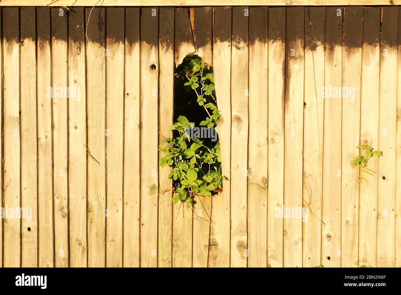 Des feuilles vertes traversent un grand trou dans une clôture brisée à Manchester, en Angleterre Banque D'Images