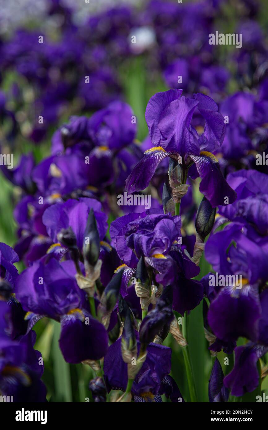Champ de fleurs d'iris bleu foncé (iridaceae) avec fond bleu flou Banque D'Images