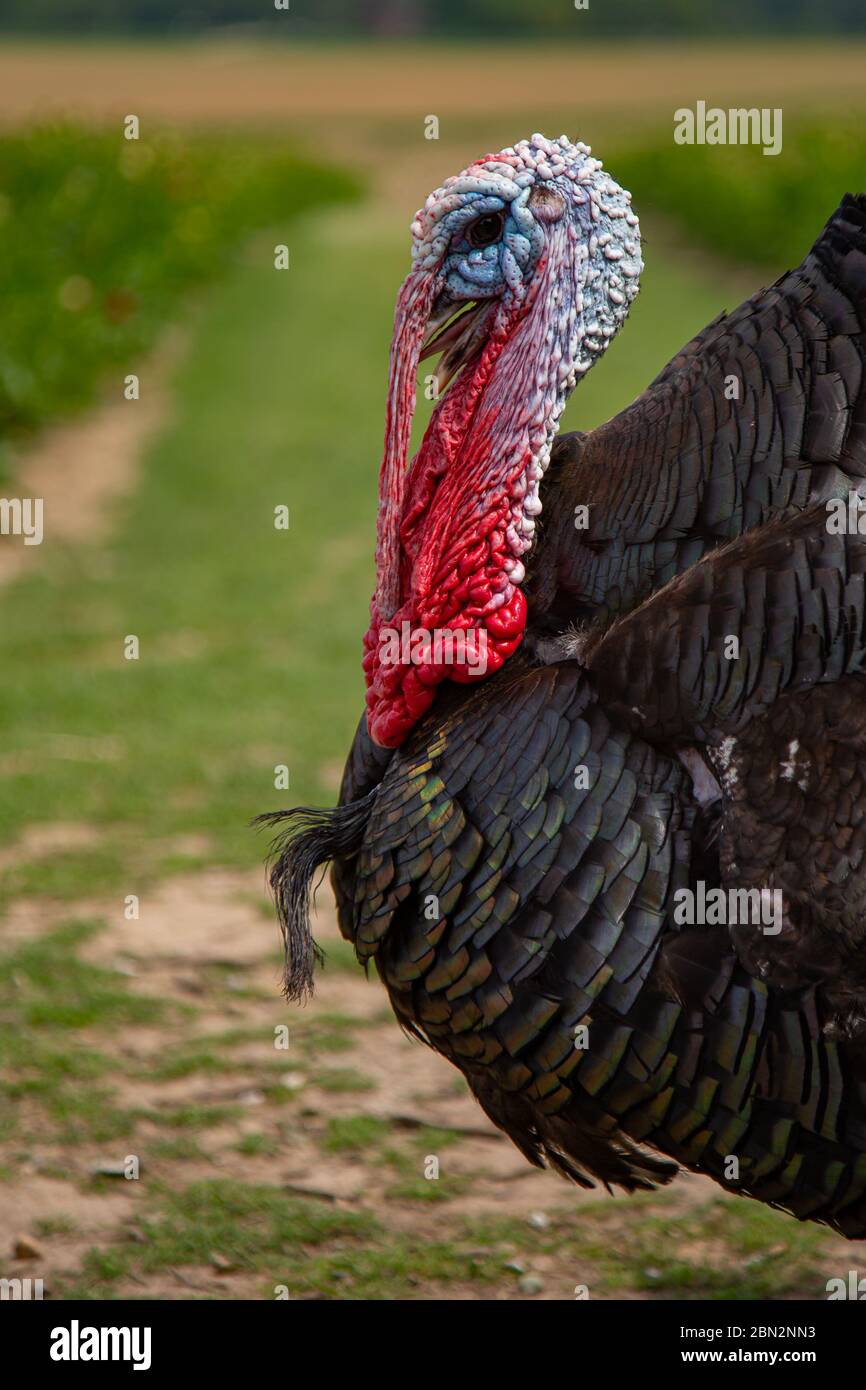 Portrait d'un dindon mâle (meleagris gallopavo) avec fond flou Banque D'Images