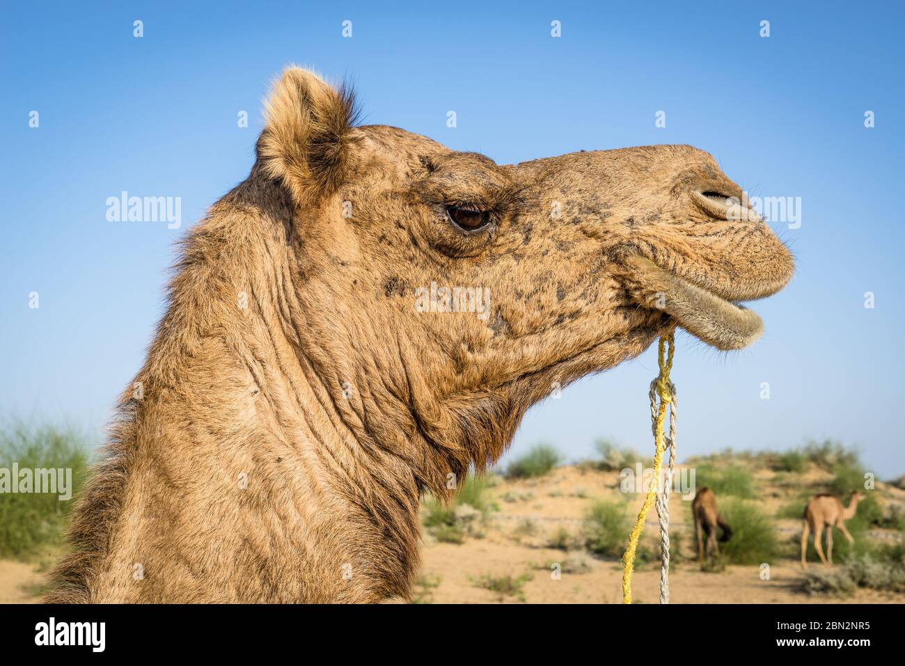 Jolie tête de chameau avec une laisse en vue rapprochée au désert de Thar avec ciel bleu clair et une dune en arrière-plan, Rajasthan, Inde Banque D'Images Jolie tête de chameau avec une laisse en vue rapprochée au désert de Thar avec ciel bleu clair et une dune en arrière-plan, Rajasthan, Inde Banque D'Images