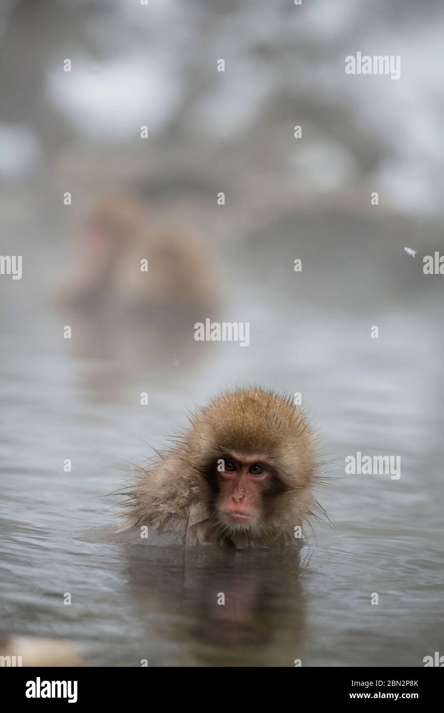 Singe macaque japonais, Macaca fuscata, dans un bain de source chaude, Parc des singes de Jigokudani Yaenkoen, Yamanouchi, Nagano, Japon Banque D'Images