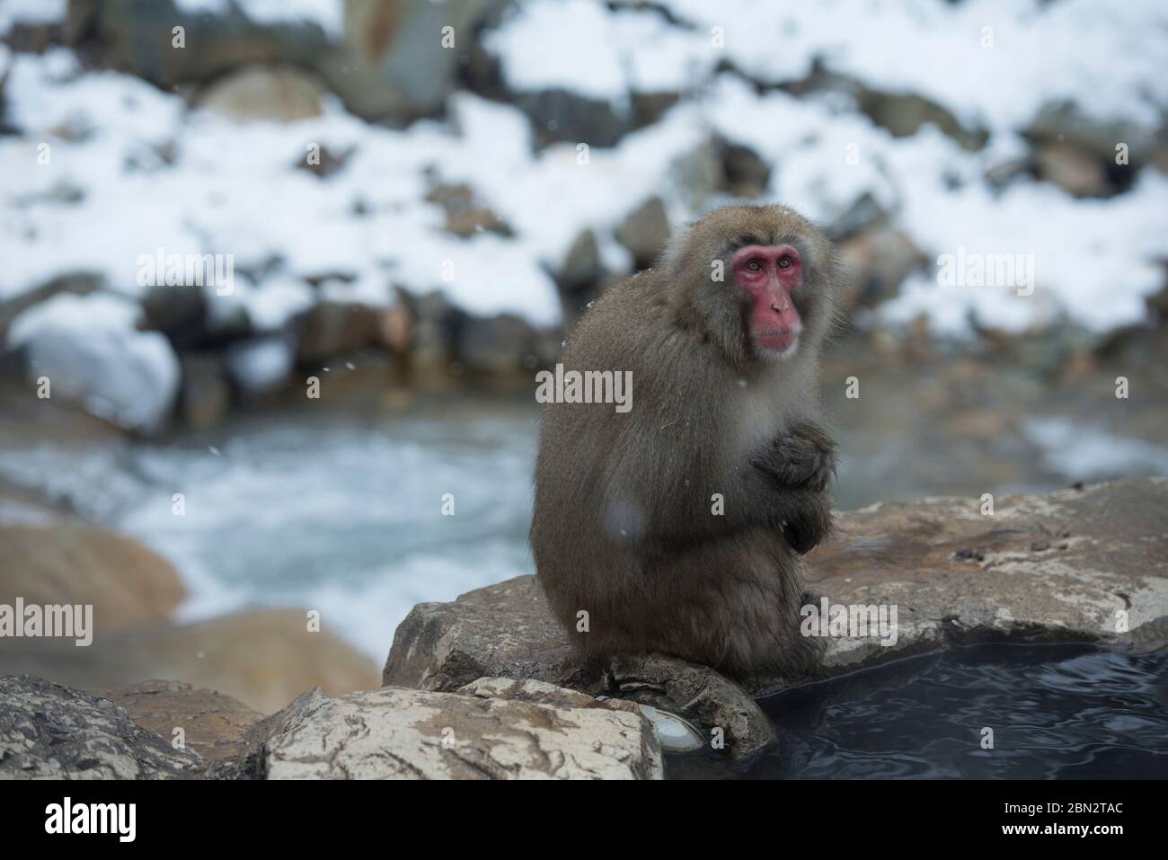 Singe macaque japonais, Macaca fuscata, par bain de source chaude avec chute de neige, Parc des singes Jigokudani Yaenkoen, Yamanouchi, Nagano, Japon Banque D'Images