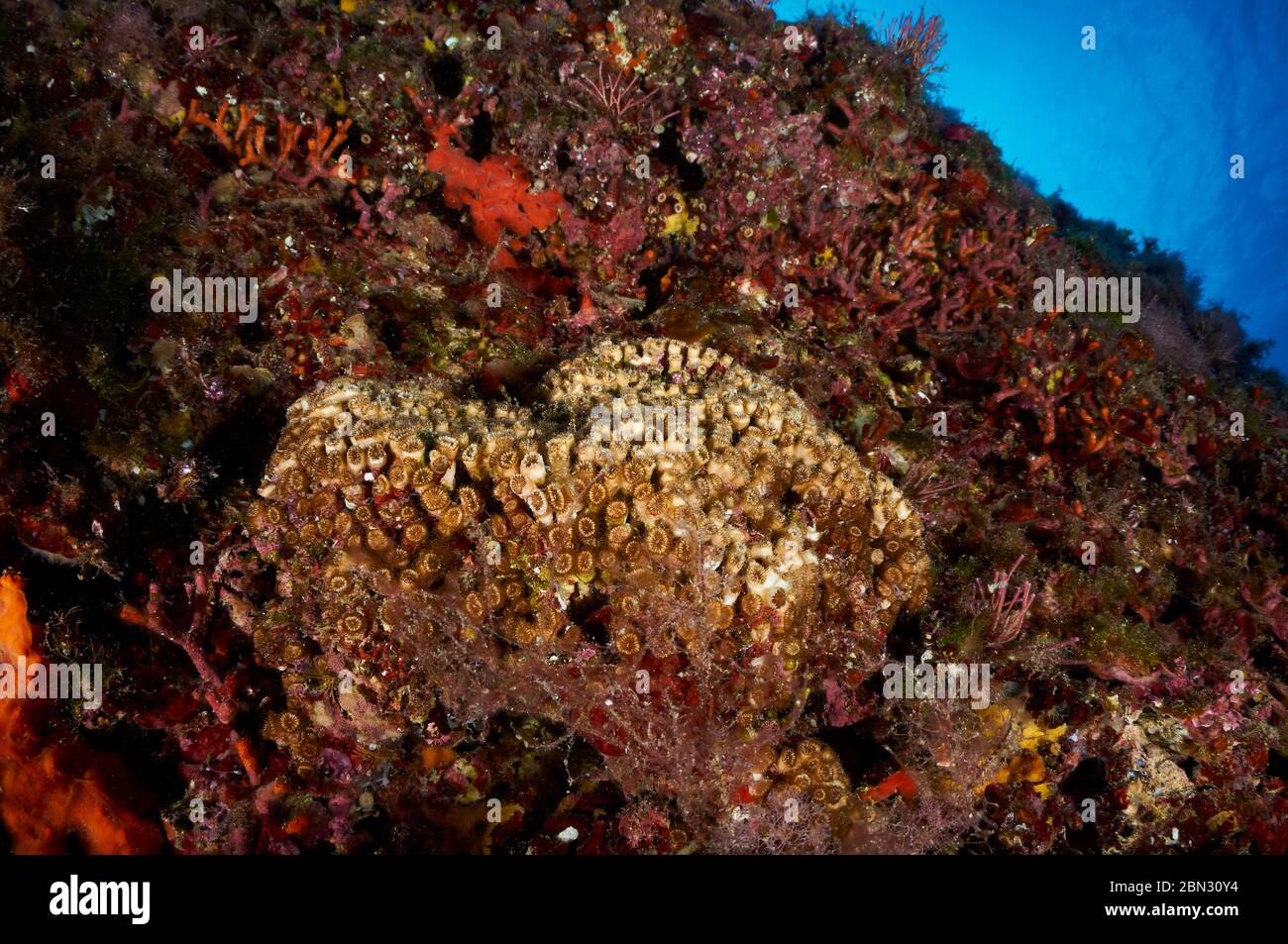 Vue sous-marine de l'oreiller corail (Cladocora caespitosa), l'endémisme méditerranéen dans le Parc naturel de ses Salines (Formentera, mer Méditerranée, Espagne) Banque D'Images