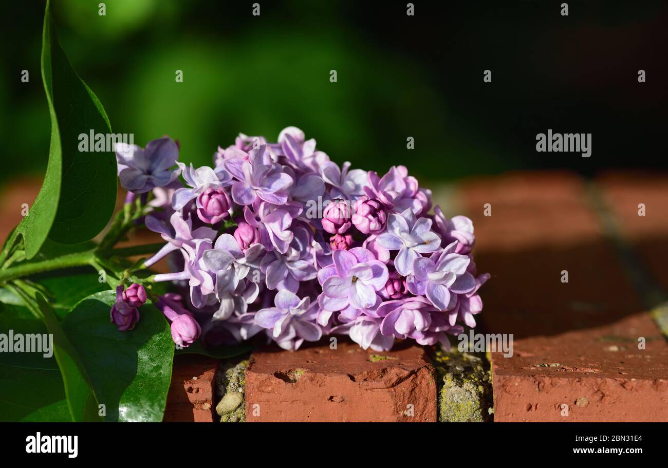 Gros plan de la fleur fraîche d'un lilas violet couché sur un vieux mur de briques, avec espace pour le texte Banque D'Images